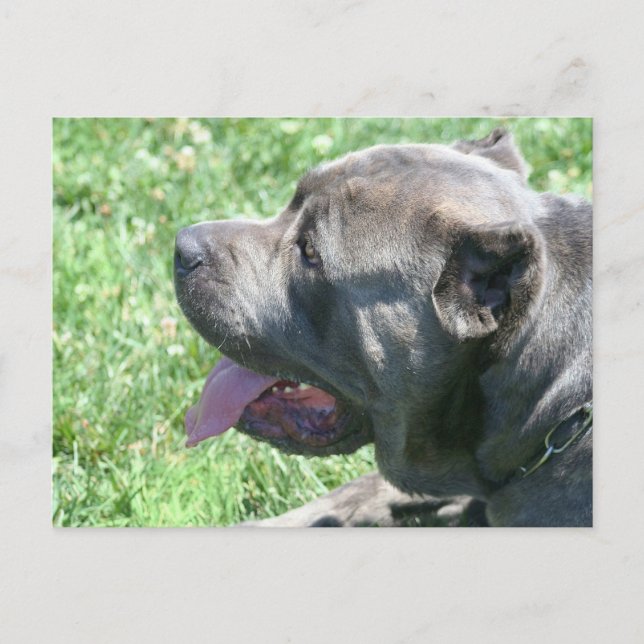 Carte postale Cane Corso (Devant)