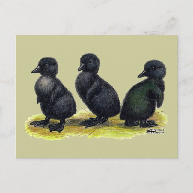 Carte Postale Canetons Black Cayuga (Devant)
