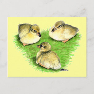 Carte Postale Canetons de canard colvert enneigés