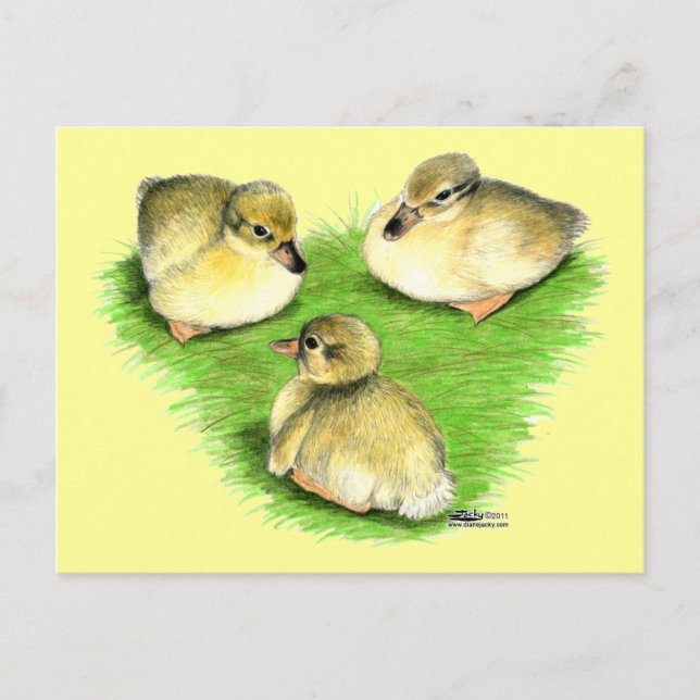 Carte Postale Canetons de canard colvert enneigés (Devant)