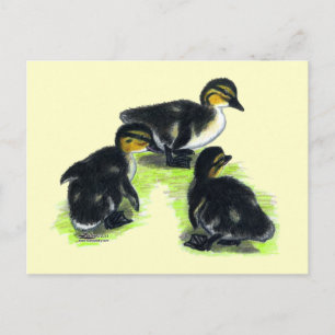 Carte Postale Canetons de Colvert