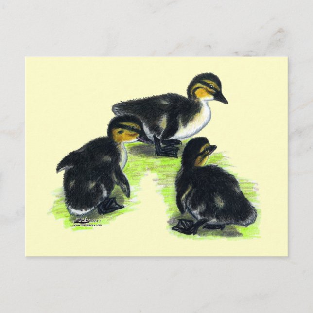 Carte Postale Canetons de Colvert (Devant)