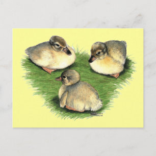 Carte Postale Canetons Harlequin Gallois