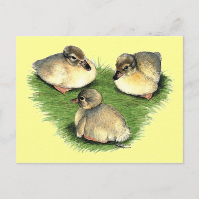 Carte Postale Canetons Harlequin Gallois (Devant)