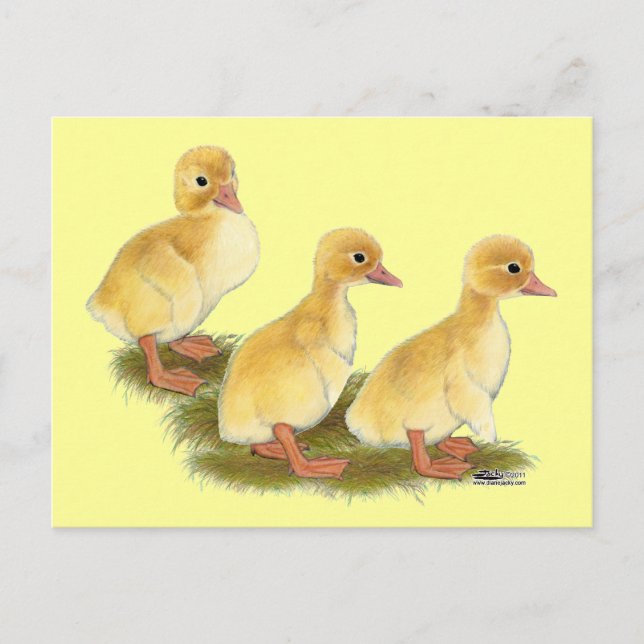 Carte Postale Canetons jaunes (Devant)