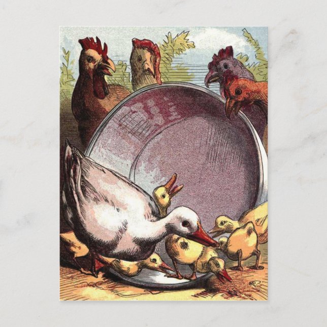 Carte Postale Canettes et poules (Devant)