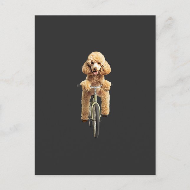 Carte Postale Caniche  (Devant)