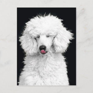 Carte Postale Caniche blanc
