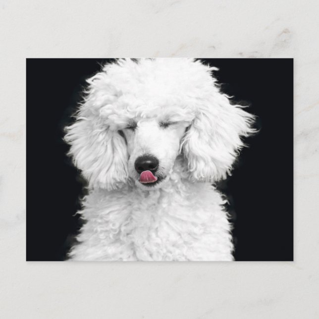 Carte Postale Caniche blanc idiot (Devant)