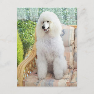 Carte Postale Caniche blanc standard