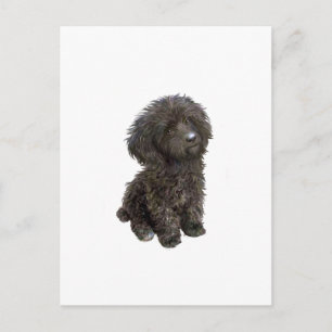 Carte Postale Caniche - chiot jouet noir