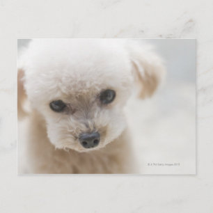 Carte Postale Caniche jouet