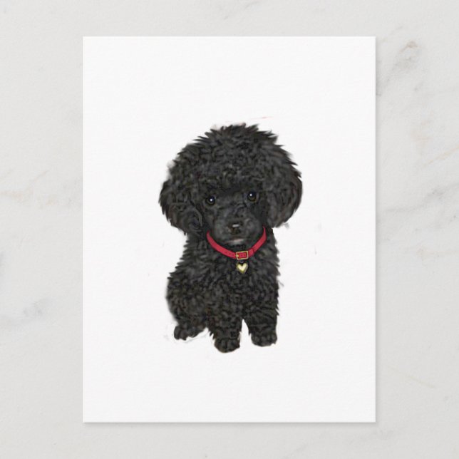 Carte Postale Caniche nain ou jouet - Noir 1 (Devant)