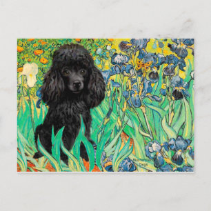Carte Postale Caniche (noir 1) - Iris