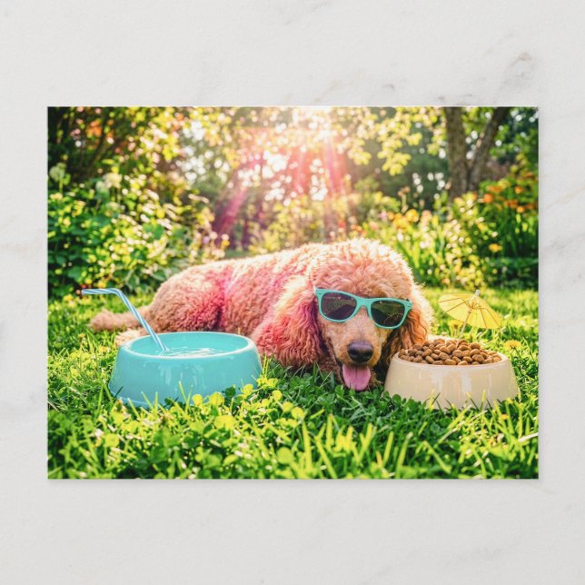 Carte Postale Caniche se relaxant dans l'herbe ensoleillée (Devant)