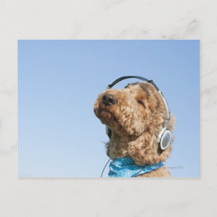 Carte Postale Caniche standard