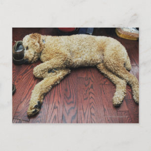 Carte Postale Caniche standard dormant à l'étage