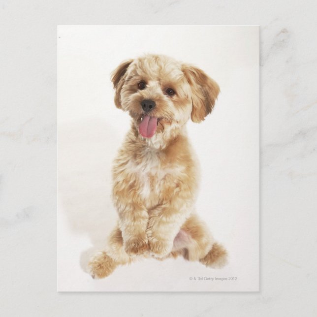 Carte Postale Canis familiaris (Devant)