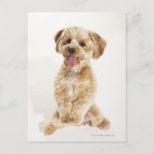 Carte Postale Canis familiaris