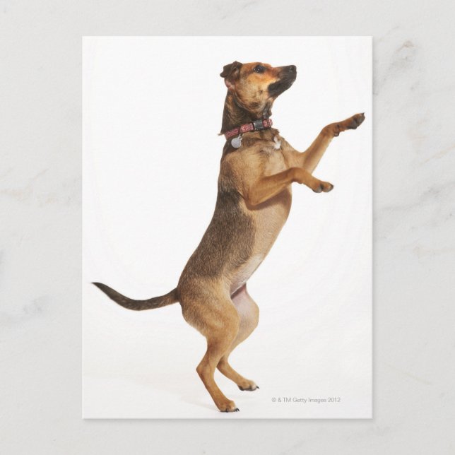 Carte Postale Canis familiaris 2 (Devant)