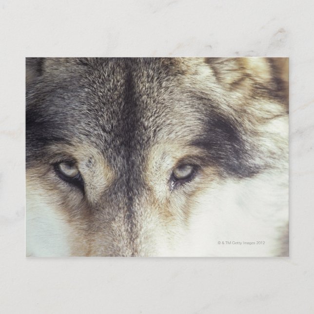 Carte Postale Canis Lupus (Devant)