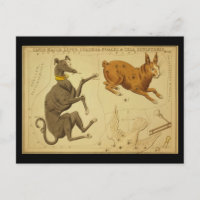 Canis Major, Lepus, Columba Noachi Cela Sculptoris