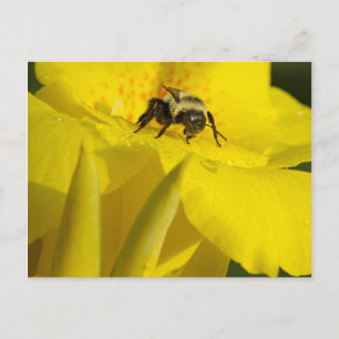 Carte Postale Canna Lily avec Bumble Bee