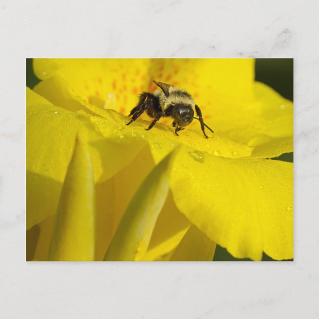 Carte Postale Canna Lily avec Bumble Bee (Devant)
