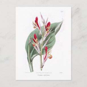 Carte Postale Canna speciosa