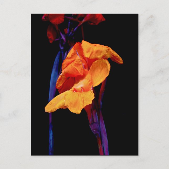 Carte Postale Cannas sur fond noir avec du bleu (Devant)