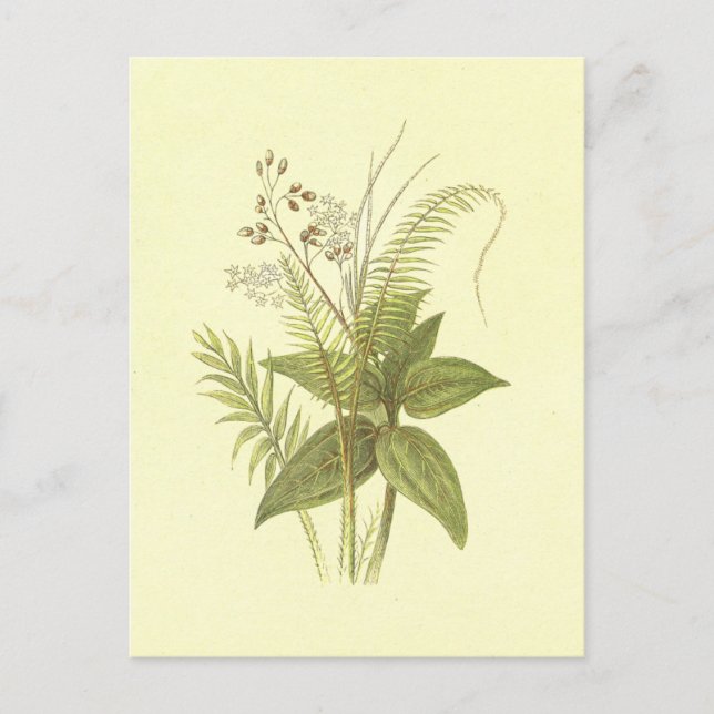 Carte Postale Canne et cannelle Vintage Lithographie (Devant)