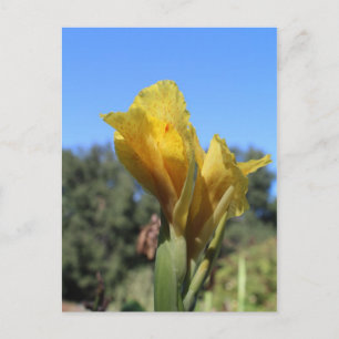 Carte Postale Canne no 2