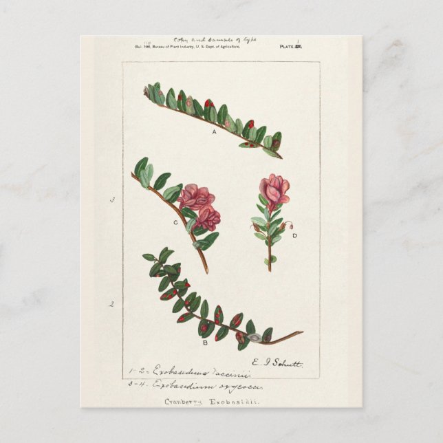 Carte Postale Canneberge d'Amérique (Macrocarpon de vaccin) (Devant)
