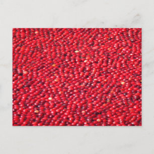 Carte Postale Canneberges Férié Rouge