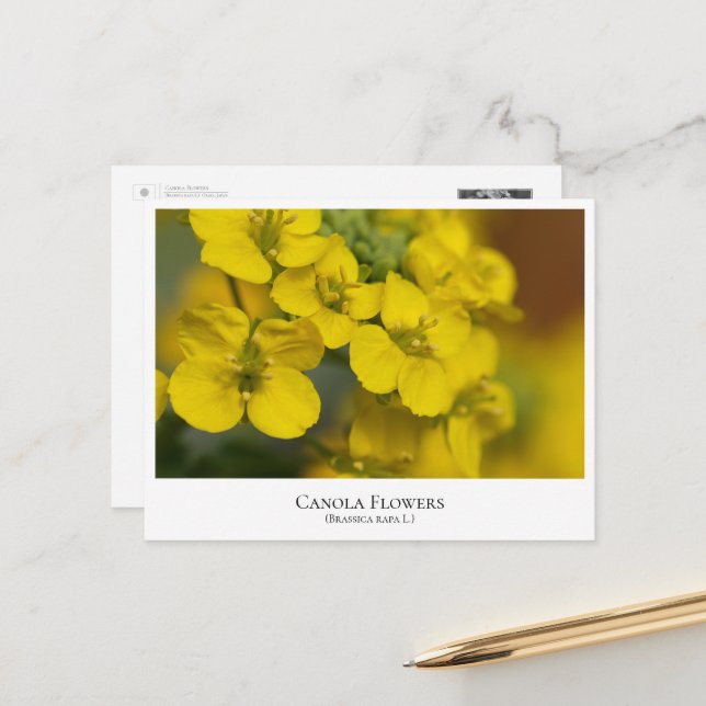 Carte Postale Canola Flowers (Devant/Arrière en situation)