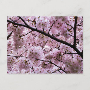 Carte Postale Canopée à fleurs rose cerisier