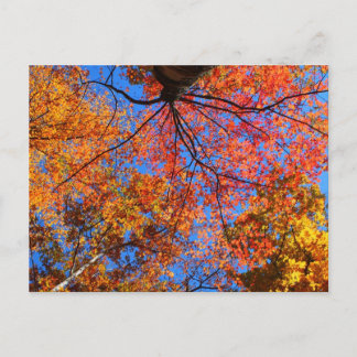Carte Postale Canopée d'automne