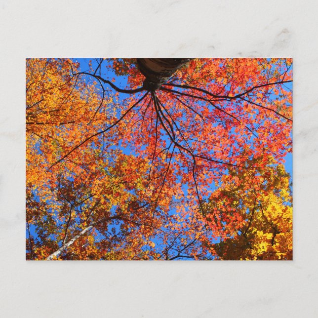 Carte Postale Canopée d'automne (Devant)