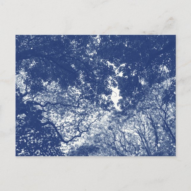 Carte Postale Canopée de bois (02) - Effet Cyanotype (Devant)