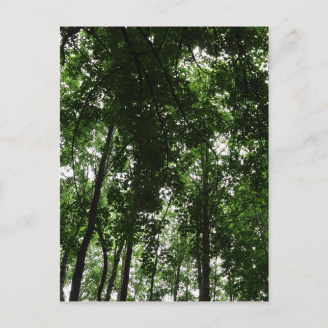 Carte Postale Canopée des bois 01 (Devant)
