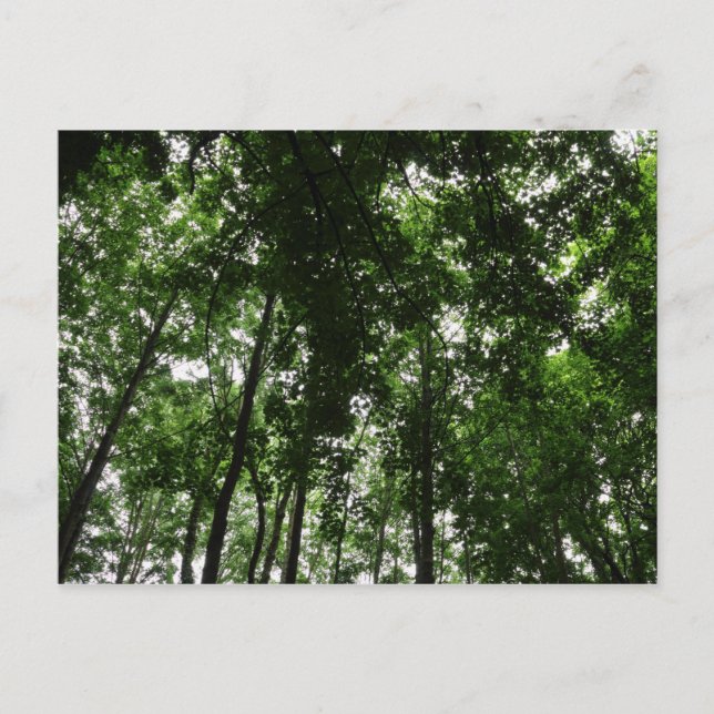 Carte Postale Canopée des bois 01 (Devant)