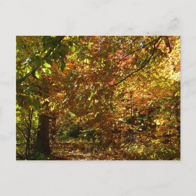 Carte Postale Canopée des Feuilles d'automne II Photographie d'a (Devant)