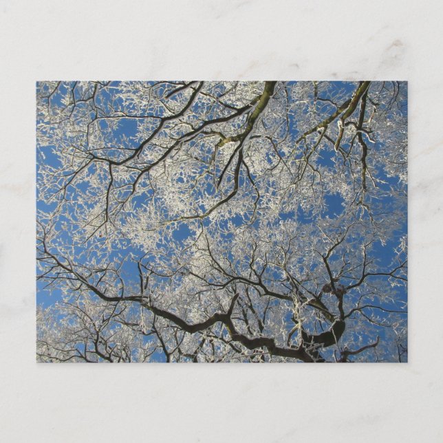 Carte Postale Canopée d'hiver : Cheshire (Devant)