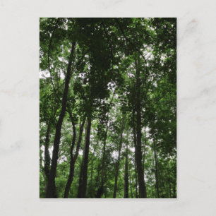 Carte Postale Canopée forestière 02