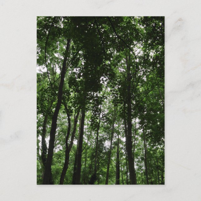 Carte Postale Canopée forestière 02 (Devant)