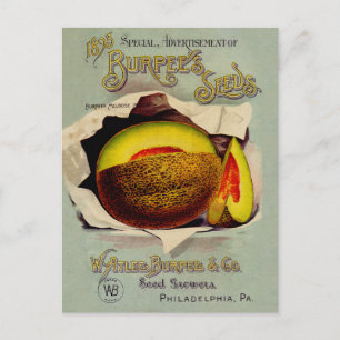 Carte Postale Cantaloupe Semences Publicité Art Antique