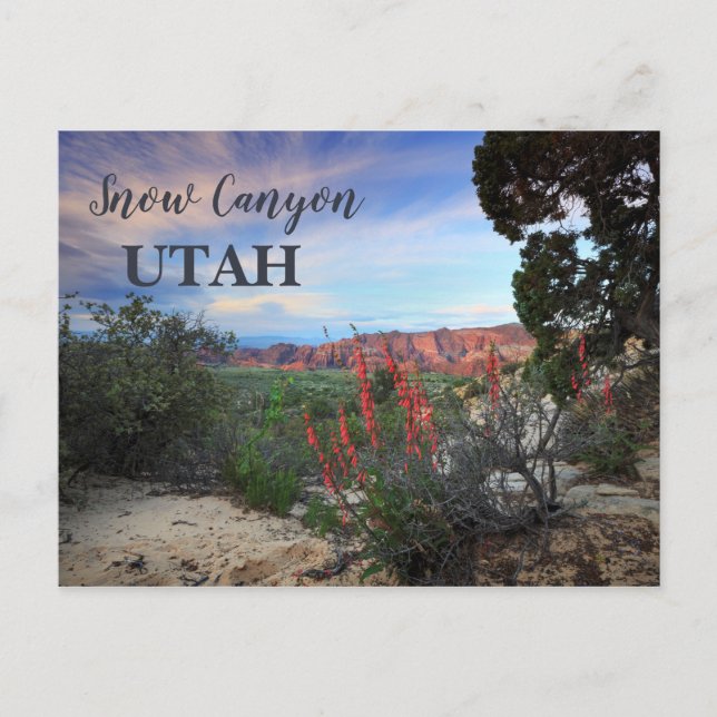 Carte Postale Canyon de neige Utah Fleur sauvage (Devant)