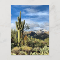 Canyon Saguaro Sabino Colonnes d'automne