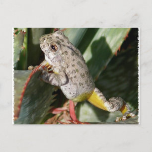 CARTE POSTALE CANYON TREEFROG