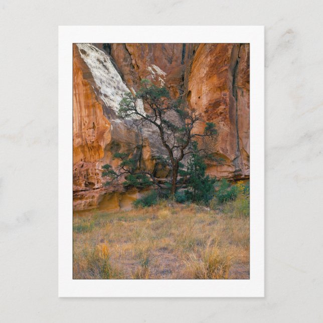 Carte Postale "Canyon View With Tree" (Devant)